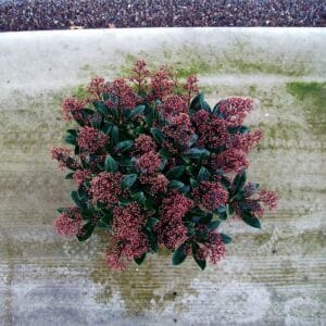 Skimmia japonica Rubella 25+
(1 Plants/Order)(19cmP 40cmH)
