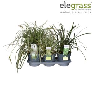 Siergrassen mix Carex mix laag P19 tray
(21 Plants/Order)(19cmP 50cmH)