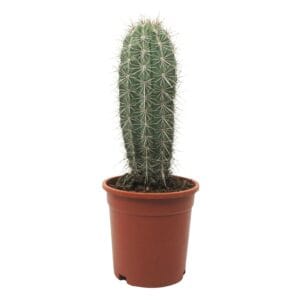 Pachycereus pringlei single 17 cm
(4 Plants/Order)(17cmP 40cmH)