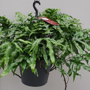 Microsorum diversifolium Microsorum Diversifolium 25cm
(1 Plants/Order)(25cmP 60cmH)