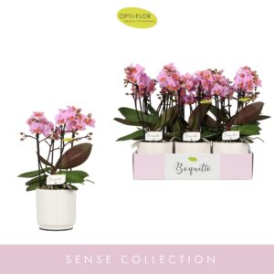 Phalaenopsis Multiflora Boquetto Romantico 3-5 spike in Lazio White
(6 Plants/Order)(12cmP 35cmH)