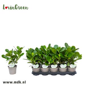 Clusia rosea Clusia Rosea Green Magic
(10 Plants/Order)(12cmP 35cmH)