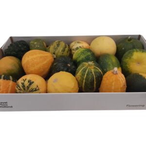 Cucurbita pepo small Deco fruit mixed Plant *18
(18 Plants/Order)(10cmP cmH)
