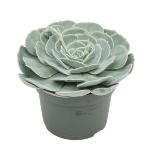 Echeveria Pollux Echeveria pollux 13 cm
(6 Plants/Order)(13cmP 15cmH)