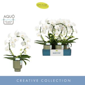 Phalaenopsis white more Ripsen Mirror Miracle Aurora 2 spike in Emilia Green Aquo 
(4 Plants/Order)(12cmP 50cmH)