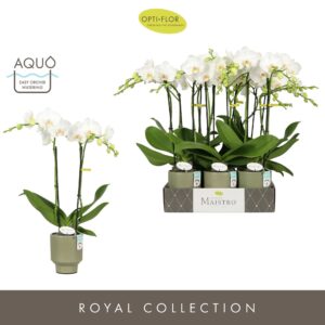 Phalaenopsis white more Ripsen Maistro Mozart 2 spike 50 cm in Emilia Green Aquo 
(6 Plants/Order)(12cmP 50cmH)