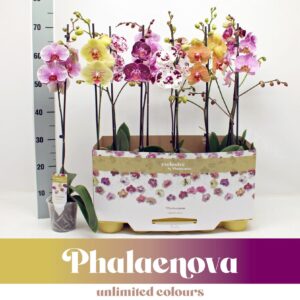 Phalaenopsis mixed mixed 1-tak 70CM taiwan (GROEN)
(6 Plants/Order)(12cmP 65cmH)