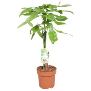 Pachira aquatica Pachira vlecht
(1 Plants/Order)(17cmP 60cmH)