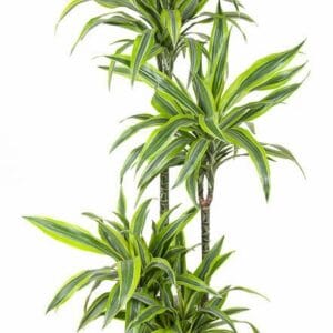 Dracaena Lemon Lime Dracaena Lemon Lime 90-60-30-15
(1 Plants/Order)(27cmP 140cmH)