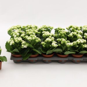 Kalanchoe Calandiva White Kalanchoe Double White, without sleeve
(18 Plants/Order)(8cmP 15cmH)