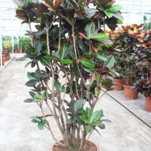 Codiaeum Petra Codiaeum Petra (Croton Petra)
(1 Plants/Order)(45cmP 200cmH)