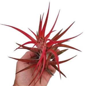 Tillandsia Tillandsia abdita red large
(10 Plants/Order)(10cmP 15cmH)