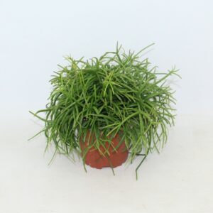 Rhipsalis baccifera 'Oasis' Rhipsalis cassutha Oasis zonder kwekersetiket
(6 Plants/Order)(10.5cmP 15cmH)