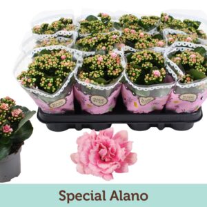 Kalanchoe Calandiva Weaver Kalanchoë Special Alano
(12 Plants/Order)(9cmP 19cmH)