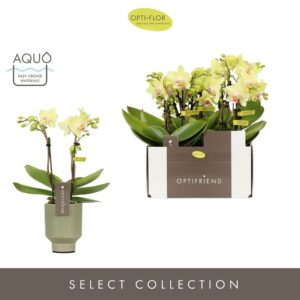 Phalaenopsis Multiflora Optifriend Lena 3 spike in Emilia Green Aquo
(6 Plants/Order)(7cmP 25cmH)