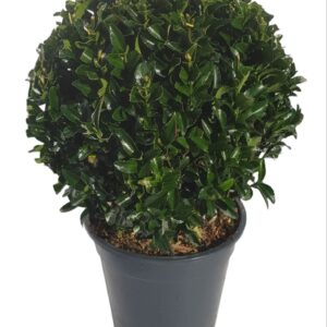 Euonymus japonicus Green Spire Euonymus japonicus 'Green Spire' ball
(6 Plants/Order)(17cmP 40cmH)