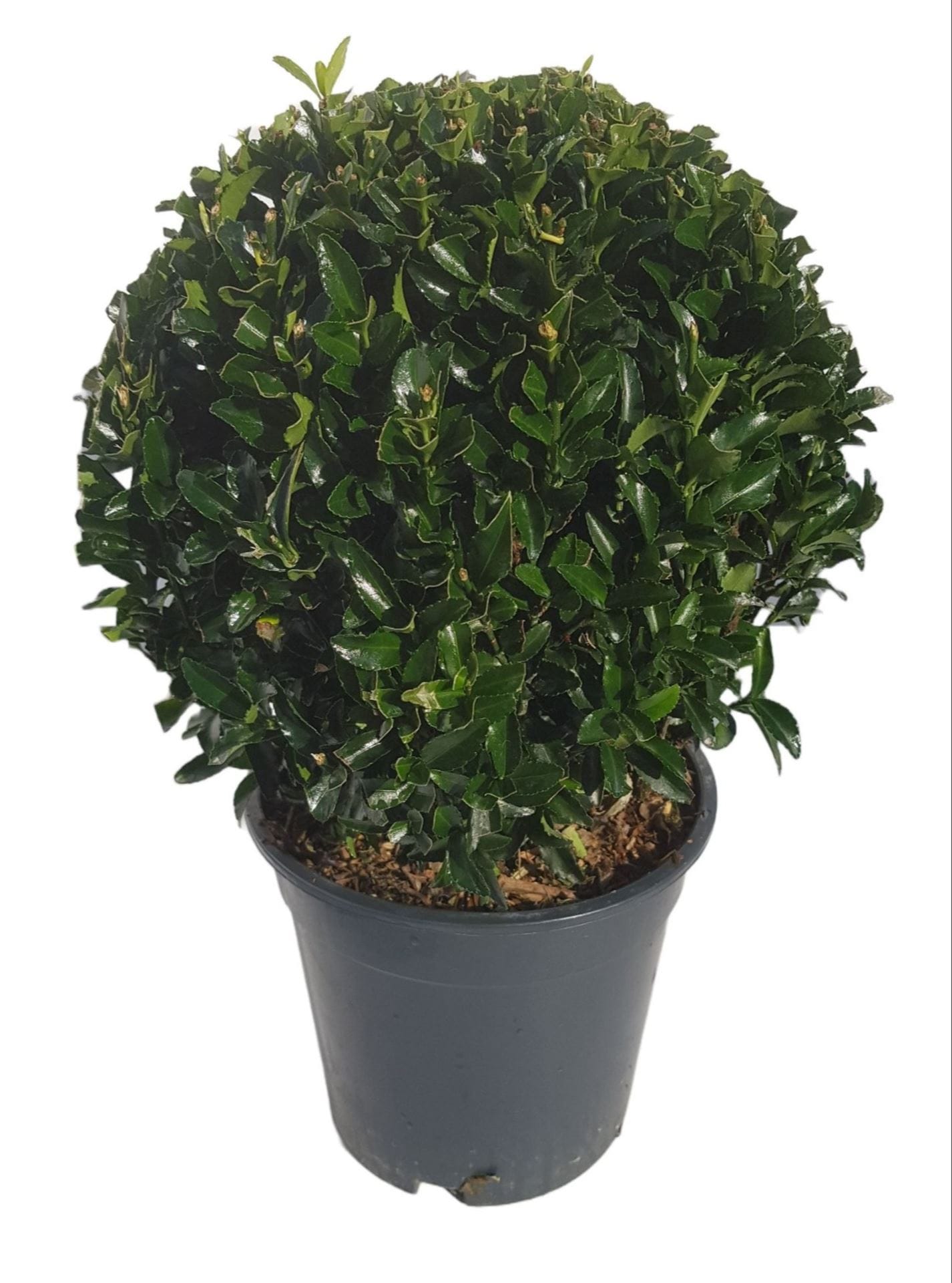 6f2fd8e2-d8c1-4731-9baf-9abe7de7acf3.jpg