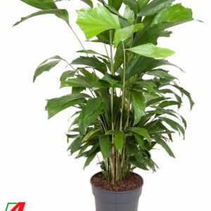 Caryota mitis Caryota Mitis P24
(1 Plants/Order)(24cmP 120cmH)
