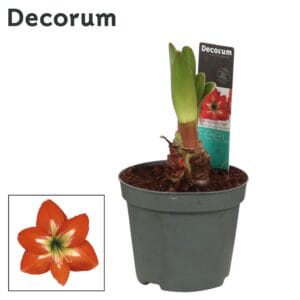 Hippeastrum Amaryllis Christmas Star 2 bud
(12 Plants/Order)(9cmP 20cmH)
