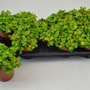 Fittonia FITTONIA BUBBLE GREEN 12 CM
(9 Plants/Order)(12cmP 20cmH)