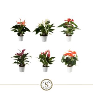 Anthurium mixed 3 c Anthurium Top mix 7cm
(8 Plants/Order)(7cmP 25cmH)