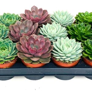 Echeveria mixed ECHEVERIA mix 8.5
(18 Plants/Order)(8.5cmP 7cmH)