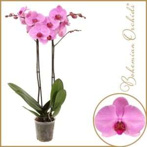 Phalaenopsis Anthura Orlando Phalaenopsis 2 spike Orlando
(10 Plants/Order)(12cmP 70cmH)