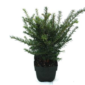 Taxus baccata Taxus baccata P17
(6 Plants/Order)(17cmP 55cmH)