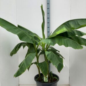 Musa basjo Musa basjoo C50
(1 Plants/Order)(50cmP 150cmH)