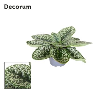 Streptocarpus Pretty Streptocarpus Pretty Turtle Decorum 
(6 Plants/Order)(13cmP 25cmH)