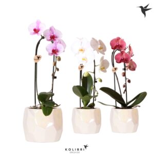 Phalaenopsis Elegant Cascade Kolibri Orchids Cascade Niagara Fall mix 1 spike in Pearl Pot travertine
(3 Plants/Order)(12cmP 50cmH)
