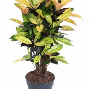 Codiaeum Mrs Iceton Codiaeum Mrs Iceton busch P24
(1 Plants/Order)(24cmP 80cmH)