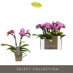 Phalaenopsis Multiflora Optifriend Lotte 2 spike
(8 Plants/Order)(7cmP 25cmH)