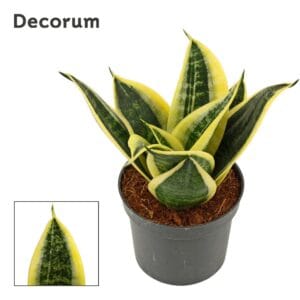 Sansevieria Hahnii 9 cm Sunrise
(12 Plants/Order)(9cmP 15cmH)