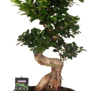 Ficus Ginseng Ficus micr. S-type in keram. ovale schaal met schotel black
(1 Plants/Order)(35cmP 70cmH)