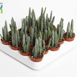 Kleinia stapeliiformis Stapelia Stapeliiformis
(20 Plants/Order)(5.5cmP 15cmH)
