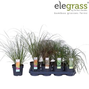 Siergrassen mix Carex mix tray P14
(6 Plants/Order)(14cmP 40cmH)