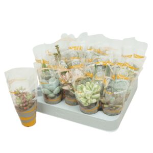 Succulenten mix Succulenten mix 5,5 cm in succulent hoes
(20 Plants/Order)(5.5cmP 8cmH)