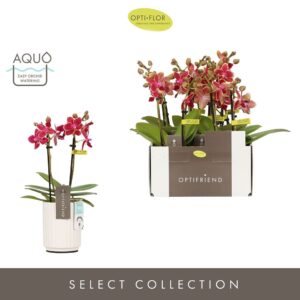 Phalaenopsis Multiflora Optifriend Kyra 2 spike in Molise White Aquo
(6 Plants/Order)(7cmP 25cmH)