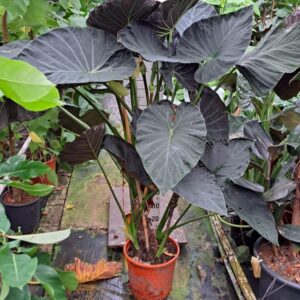 Alocasia Regal Shields Alocasia Regal Shields bush XL 150
(1 Plants/Order)(35cmP 150cmH)