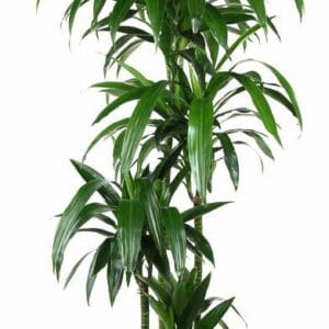 Dracaena Janet Craig Dracaena Janet Craig 120-90-60-30
(1 Plants/Order)(27cmP 180cmH)
