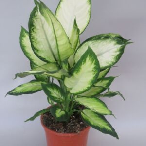 Dieffenbachia chrystal white
(1 Plants/Order)(17cmP 50cmH)