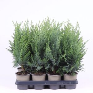 Chamaecyparis Columnari Chamaecyparis lawsoniana 'Columnaris'
(1 Plants/Order)(11cmP 30cmH)