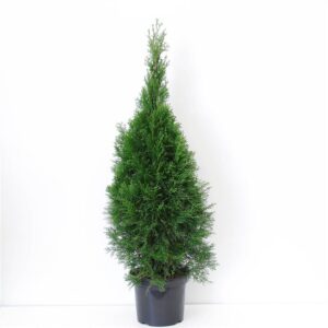 Thuja Smaragd Thuja occidentalis 'Smaragd' (zonder etiket) 
(1 Plants/Order)(26cmP 100cmH)