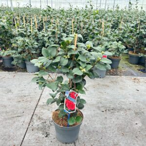 Camellia japonica Lady Campbell Camellia japonica 'Lady Campbell'
(1 Plants/Order)(23cmP 70cmH)