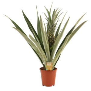 Ananas Champaca Ananas Champaca 14 cm
(4 Plants/Order)(14cmP 55cmH)