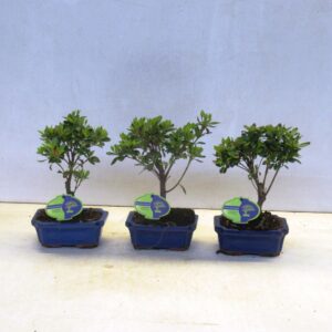 Rhododendron Rhododendron indicum, 15 cm broom, without drip tray
(8 Plants/Order)(15cmP 25cmH)