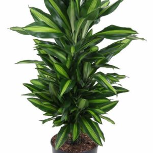 Dracaena Cintho Dracaena Cintho busch P21
(1 Plants/Order)(21cmP 70cmH)