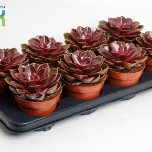 Echeveria Echeveria Magic Red
(10 Plants/Order)(12cmP 20cmH)