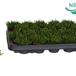 Hatiora Hatiora salicornioides 6 cm
(20 Plants/Order)(6cmP 8cmH)